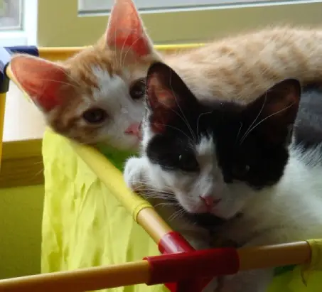 Anders, an orange and white cat, and Chihiro, a black and white cat, laying close to each other as kittens.