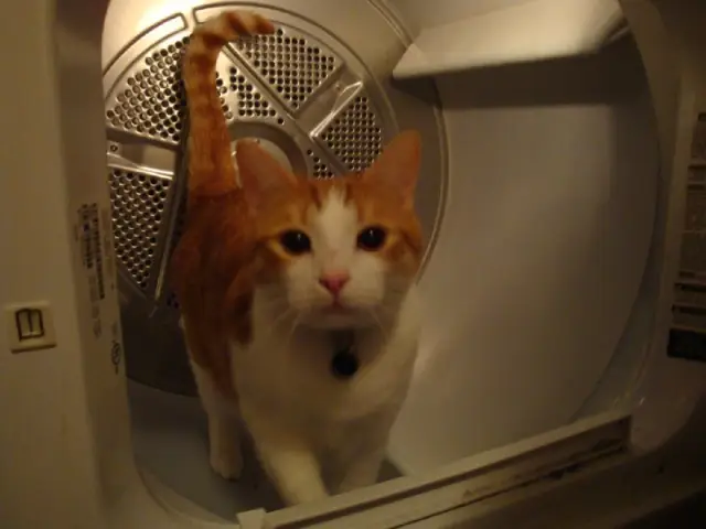 Anders, an orange and white cat, standing inside a dryer, looking directly at the camera with his tail straight up.