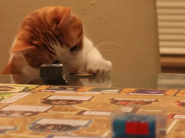 Anders, an orange and white cat, checking out a board game piece on the table.