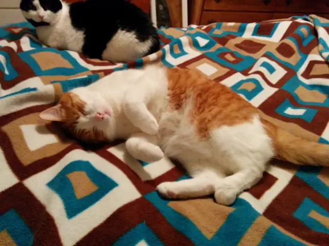 Anders, an orange and white cat, laying in the middle of a blanket on his side with his eyes closed looking very content. Chihiro, and black and white cat, is laying on her belly in the background.
