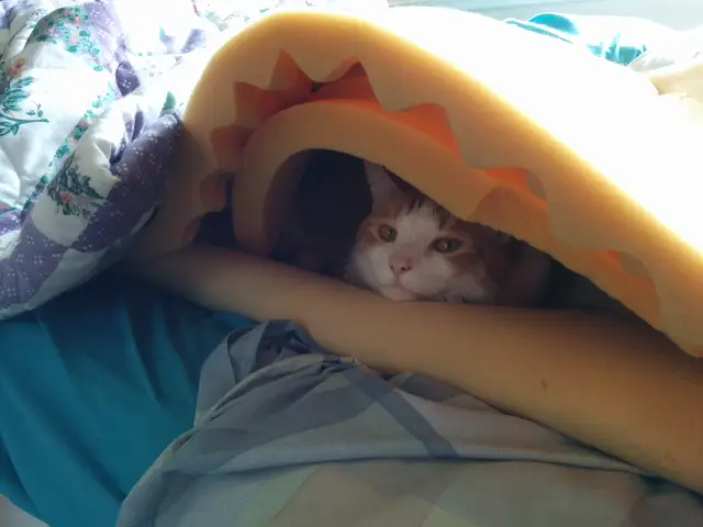 Anders, an orange and white cat, laying inside a foam cave with just his head sticking out looking directly at the camera.