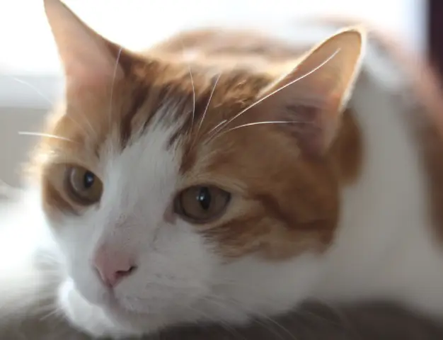 Closeup portrait of Anders, an orange and white cat, looking directly at the camera with his eyes wide open.