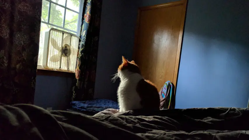 Anders, an orange and white cat, sitting on the bed looking at the window with light shinning right on him.