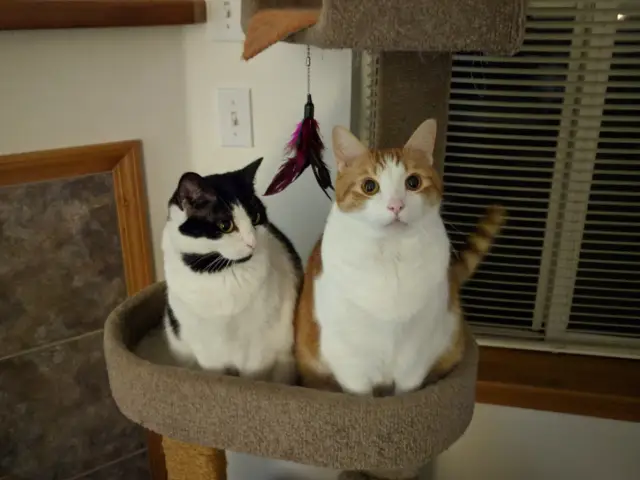 Anders, an orange and white cat, sitting at attention on the second tier of a cat tree. Chichiro, and black and white cat, is right next to him and looking at him.