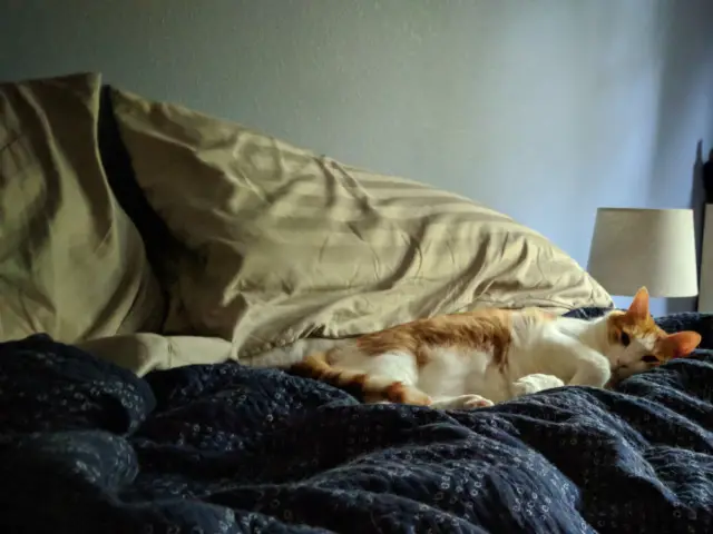 Anders, an orange and white cat, laying on the bed, sunken into the blankets.