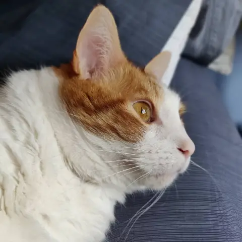 Closeup of Anders, an orange and white cat, looking up intently at something off camera.