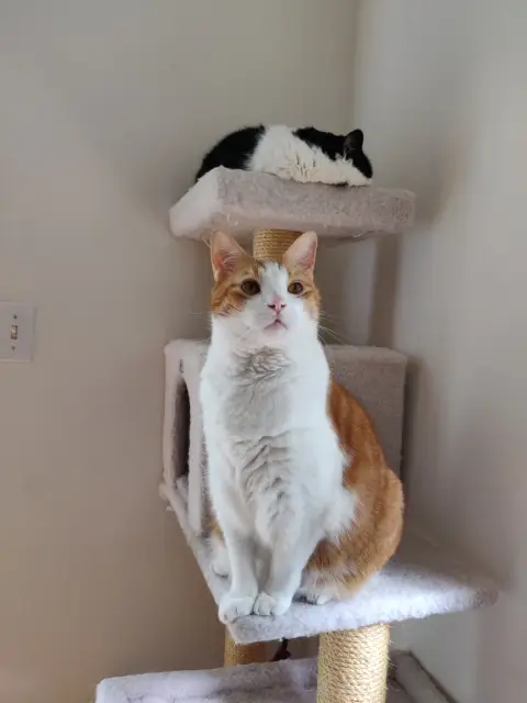 Anders, an orange and white cat, sitting at attention on the second tier of a cat tree, looking behind the camera. Chihiro, a black and white cat, is on the top tier resting.