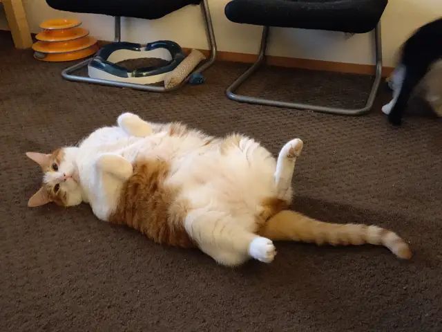 Anders, an orange and white cat, laying on his back with his paws up in the air looking directly at the camera.