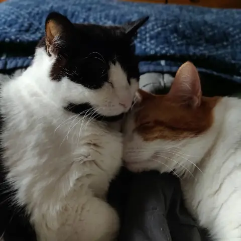 Anders, an orange and white cat, laying down and pushing his face into Chihiro, a black and white cat's, chest.