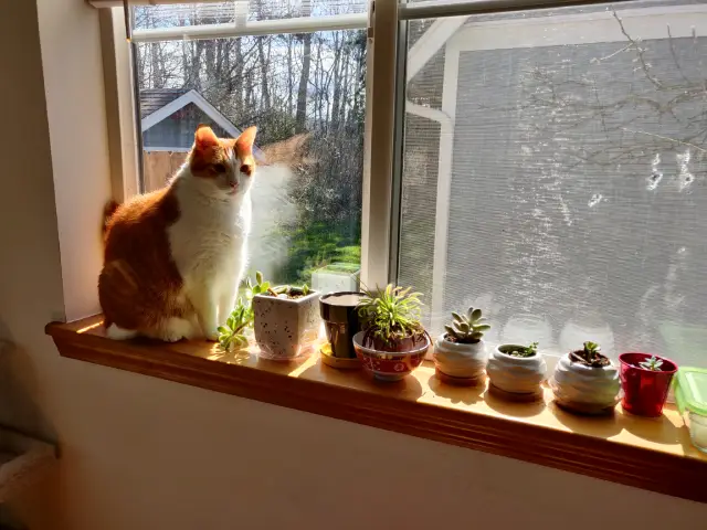 Anders, an orange and white cat, sitting next to potted plants on the window sill.