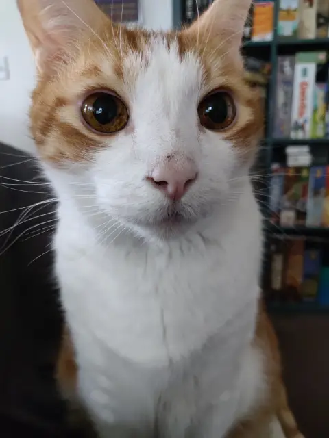 Closeup portrait of Anders, an orange and white cat, looking directly at the camera with his eyes wide open.