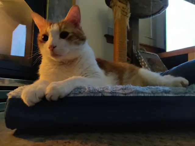 Anders, an orange and white cat, laying on a small couch for cats next to the fireplace.