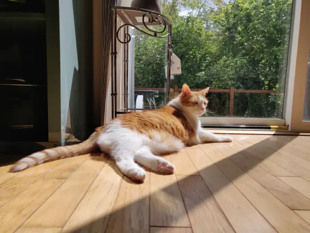 Anders, an orange and white cat, laying in a sunny spot on the floor.