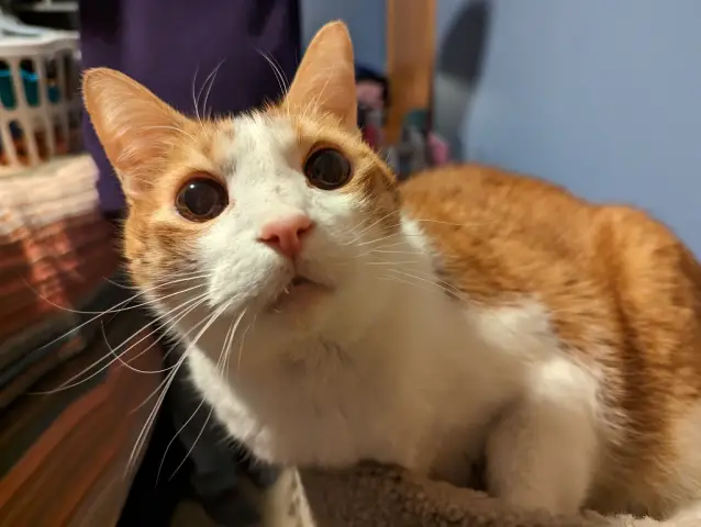 Closeup of Anders, an orange and white cat, with his eyes very dilated looking up at something.