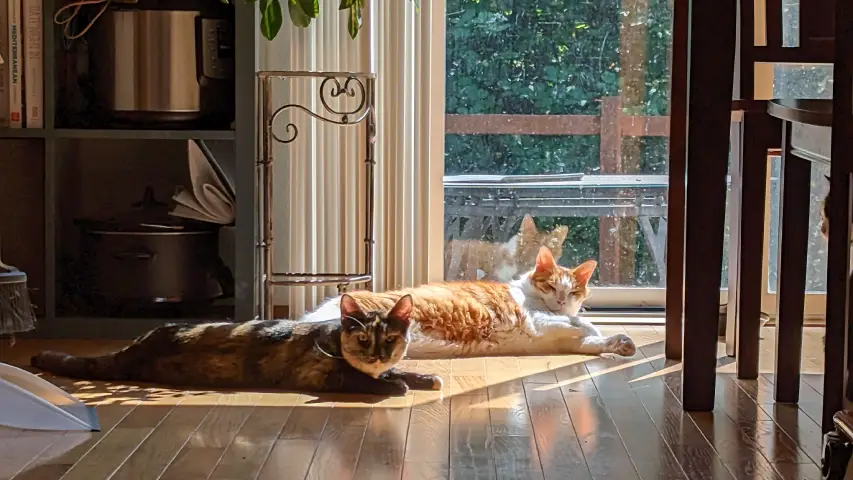Anders, an orange and white cat, laying next to Rayla, a tabby tortoiseshell cat, in a sunny spot on the floor.