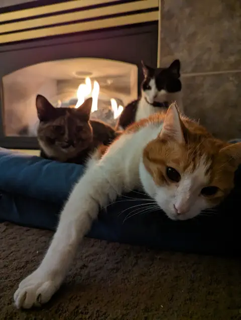 Anders, an orange and white cat, laying on a kitty couch in front of the fireplace with his paw stretched out. Rayla, a tabby tortoiseshell cat, and Chihiro, a black and white cat, are behind him.