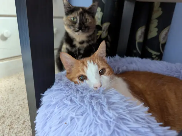 Anders, an orange and white cat, laying in a fluffy cat bed with Rayla, a tabby tortoiseshell cat, sitting behind him in the background.