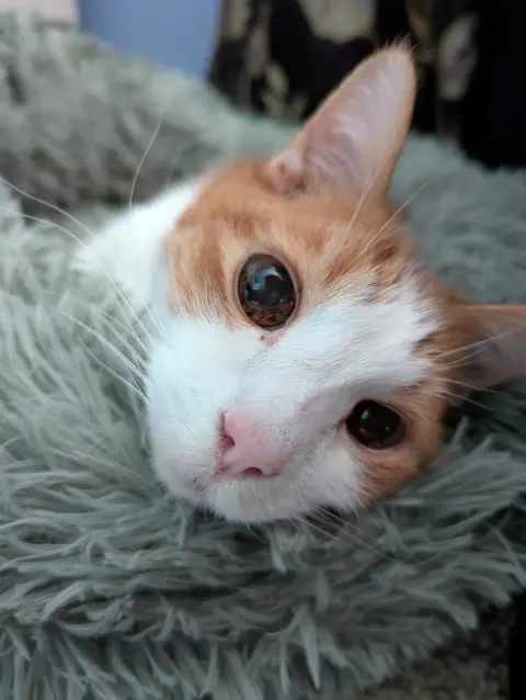 Closeup of Anders, an orange and white cat, laying in a fluffy cat bed looking directly at the camera.