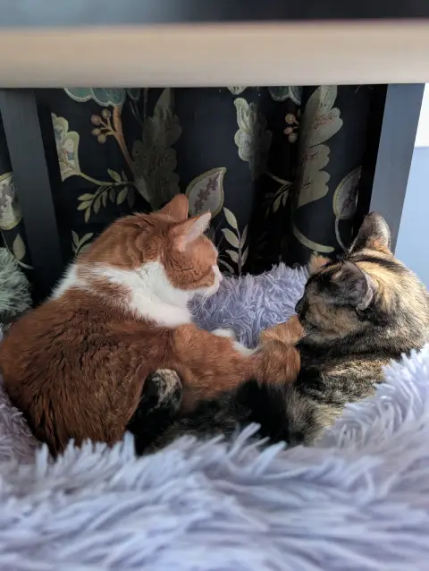 Anders, an orange and white cat, and Rayla, a tabby tortoiseshell cat, laying next to each other in a fluffy cat bed with their backs to the camera.