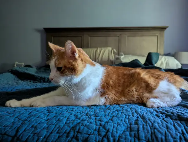 Anders, an orange and white cat, laying on the bed facing to the left.