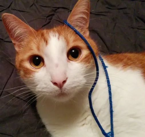 Anders, a orange and white cat, laying down, looking directly at the camera with a blue string around his ear.